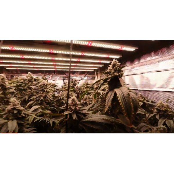 High PPFD 670W 2.7umol/J LED Grow Light