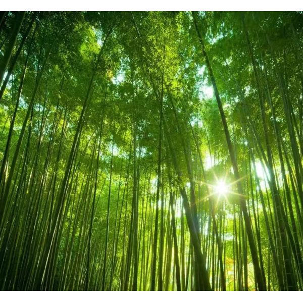 Modern Style Disposable Bamboo Chopsticks with High Temperature Sterilization and Smooth Round Finish