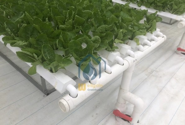 NFT Hydroponic Growing System
