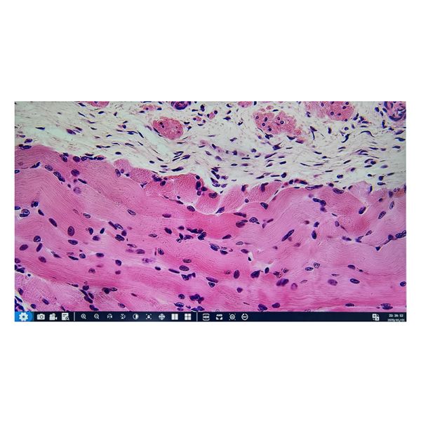 OPTO-EDU A59.3508 8.0M WIFI HD Digital Microscope Camera