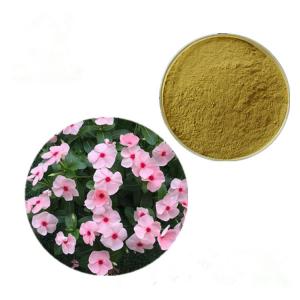 China Increase Blood Flow Vinca Rosea Periwinkle Extract /Catharanthus Roseus Extract on sale