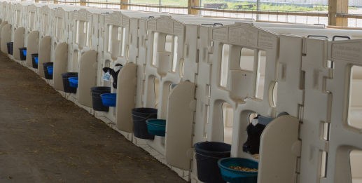 The Essential Calf Pen: Providing A Comfortable And Secure Environment For Calves