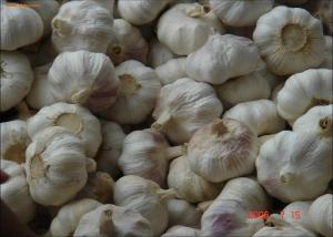 Quality 2016 China New Fresh Garlic Normal or Pure White Exporting to Dhaka, Bangladesh from Jinxiang, Ji