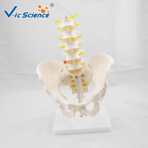 Bilological Vertebrae Anatomical Skeleton Model Pelvis With 5pcs Lumbar