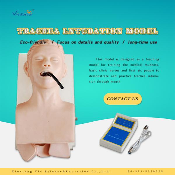 Human Trachea Lntubation Model CPR Training Manikins In Medical Science