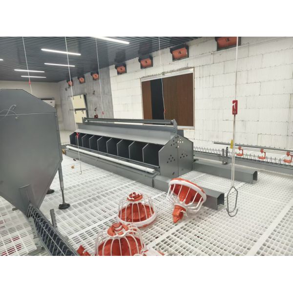 Economical Automatic Broiler Ground Breeding System with Galvanized Steel Chicken Farm Equipment