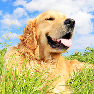 Pet & Dog Waste Bags