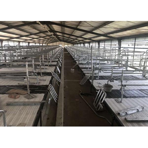 Pig Farming Swine Sow Farrowing Crate Anti Rust Easy Installation