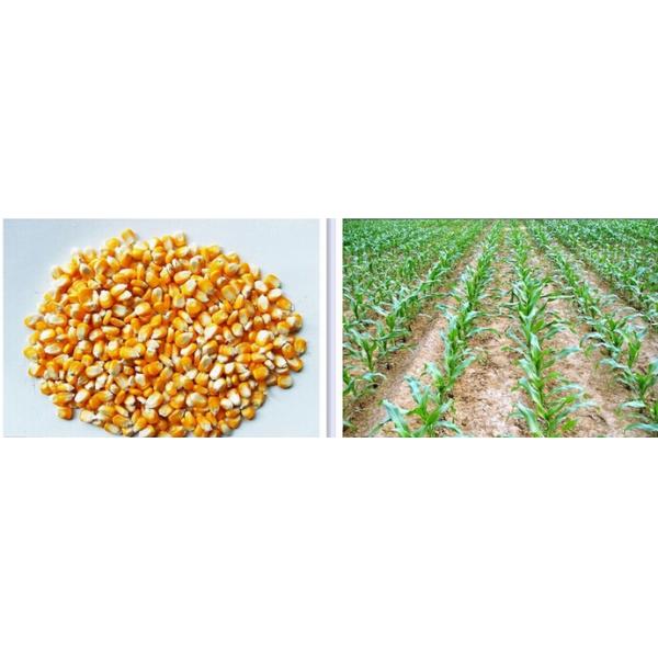 SIHNO corn seeder, corn planter