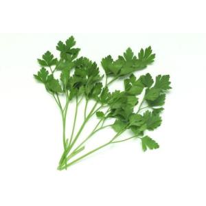 Caraway Extract, Coriandrum sativum Extract, 10:1 TLC, natural Chinese parsley