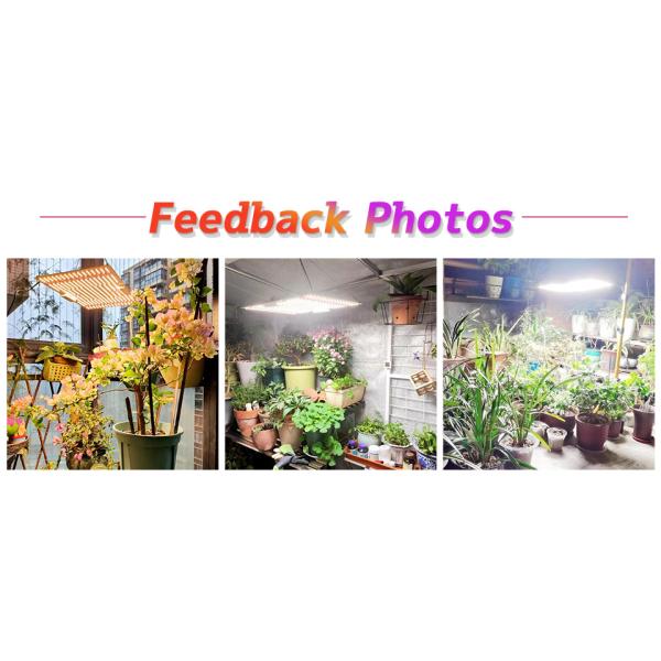 Full Power 100W Horticulture SMD Chip 3000K For Greenhouse Plants