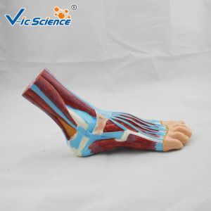Quality Laboratory Demonstrations Exhibitions 33cm Foot Anatomy Model for sale