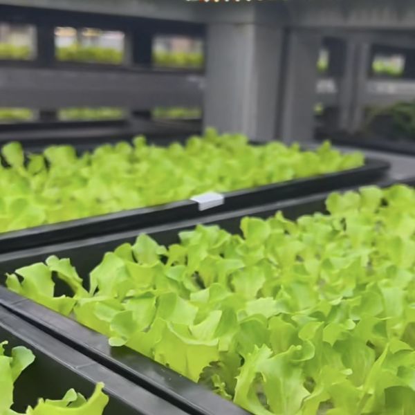 Containe Greenhouse for Leafy Veggies