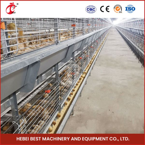 Assembly Brooding Quail Brooder Cage With Automatic Manual Cleaning Emily