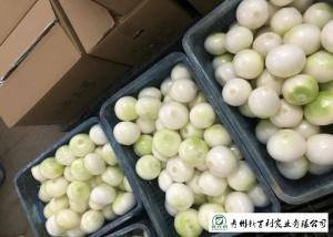 China Natural Fresh Onions , Fresh White Onion Suitable Dry Storage Environment on sale