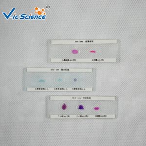 Quality Primary School Glass Slide Cover 10 Pcs Different Material In One for sale