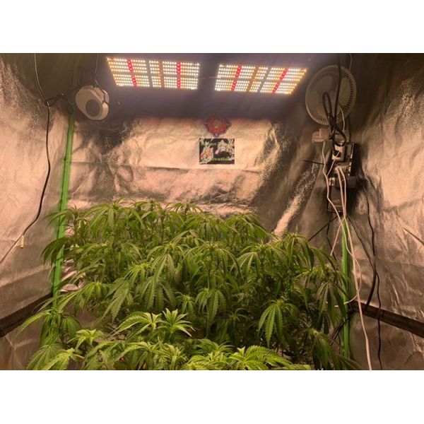 3 Plants Indoor Smart Grow Box Kit 1680D 80x80 Indoor Tent 240W UV IR Samsung LM301H LED Lamp with WiFi Ventilation Fan