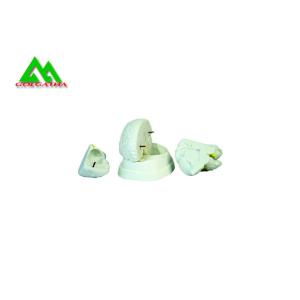 Quality Natural Looking Human Anatomical Brain Model For Medical Students for sale