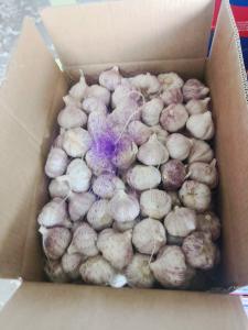 Quality 5.5cm Normal White Natural Fresh Garlic Reducing Bacteria for sale