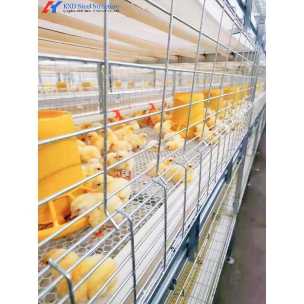 Broiler Poultry Farming Equipment H Type Galvanized Automatic Battery Chicken Cages